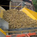 Truckload of potatoes 