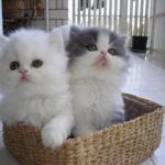 Kittens in a Basket