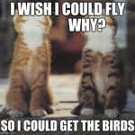 cats looking up | I WISH I COULD FLY  

          WHY? SO I COULD GET THE BIRDS | image tagged in cats looking up | made w/ Imgflip meme maker