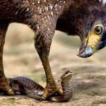 Eagle and Snake