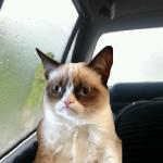 Introspective Grumpy Cat meme