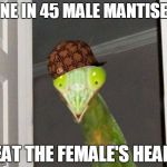 Scumbag Mantis | ONE IN 45 MALE MANTISES EAT THE FEMALE'S HEAD | image tagged in scumbag mantis,memes,praying mantis | made w/ Imgflip meme maker