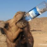 sensitive camel