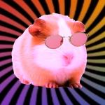 Swaggy the guinea pig