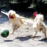 Cock Soccer 