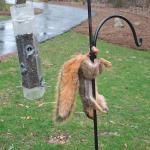 Squirrel Nuts