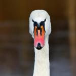 Swan Disapproves