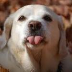Dog Sticking Tongue Out