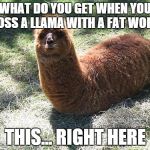 WTF LLAMA | WHAT DO YOU GET WHEN YOU CROSS A LLAMA WITH A FAT WORM? THIS... RIGHT HERE | image tagged in wtf llama | made w/ Imgflip meme maker