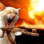 machine gun cat meme