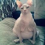 shaved pussy