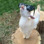 Goat cant see the haters