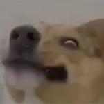 Smayuhl meme
