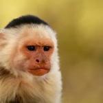Grumpy Capuchin