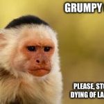 Grumpy Capuchin | GRUMPY CAT? PLEASE, STOP, I'M DYING OF LAUGHTER | image tagged in grumpy capuchin | made w/ Imgflip meme maker