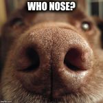 Chuckie the Chocolate Lab  | WHO NOSE? | image tagged in chuckie the chocolate lab | made w/ Imgflip meme maker