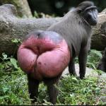 monkey ass
