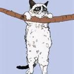 Hang in there grumpy cat