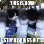 hang-in-there-kittens | THIS IS HOW THE STORK BRINGS KITTENS | image tagged in hang-in-there-kittens | made w/ Imgflip meme maker