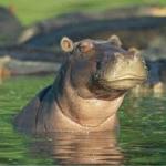 skeptical_hippo