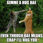 Cats | GIMME A HUG BAE EVEN THOUGH BAE MEANS CRAP I'LL HUG YOU | image tagged in cats | made w/ Imgflip meme maker