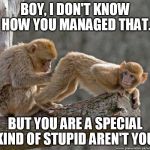 I gotta tweet this out to the rest of the zoo! | BOY, I DON'T KNOW HOW YOU MANAGED THAT. BUT YOU ARE A SPECIAL KIND OF STUPID AREN'T YOU. | image tagged in monkey butt,meme,funny animals,monkeys | made w/ Imgflip meme maker