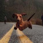 Dachshunds can fly!