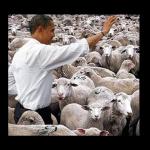 Obama sheeple meme