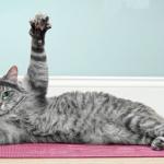 Exercise cat