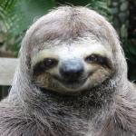Happy Smug Sloth