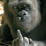 Gorilla flipping the bird