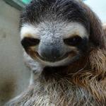 Sloth Smiling