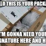 Cute Kittens | HELLO THIS IS YOUR PACKAGE I'M GONNA NEED YOUR SIGNATURE HERE AND HERE | image tagged in cute kittens | made w/ Imgflip meme maker