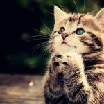 Praying cat meme