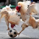 Cock Soccer
