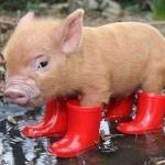 Pig In Boots meme