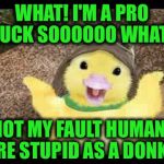 Questioner Duck | WHAT! I'M A PRO DUCK SOOOOOO WHAT? NOT MY FAULT HUMANS ARE STUPID AS A DONKEY | image tagged in questioner duck | made w/ Imgflip meme maker