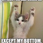 Hands up kitten | I AIN'T DOING ANYTHING OFFICER YOU CAN CHECK ME EXCEPT MY BOTTOM, DON'T CHECK THERE | image tagged in hands up kitten | made w/ Imgflip meme maker