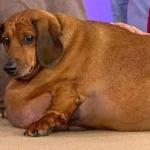 Wiener dog (FAT)
