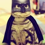 BatCat