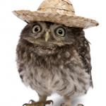 sombrero owl meme