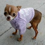 Fearful Chihuahua
