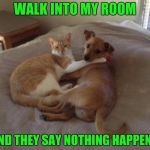 Cats and dogs living together | WALK INTO MY ROOM AND THEY SAY NOTHING HAPPEND | image tagged in cats and dogs living together | made w/ Imgflip meme maker