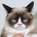 Super Grumpy Cat