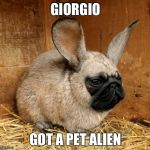 Y'know, Giorgio the Ancient Aliens guy | GIORGIO GOT A PET ALIEN | image tagged in rabbit pug,ancient aliens,pug | made w/ Imgflip meme maker