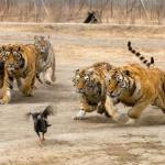 TIGERS CHASING
