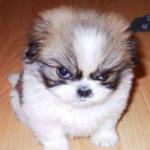 Angry puppy