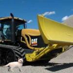 Cat on Buldozer