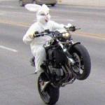 Funny bunny motorcycle wheelie meme