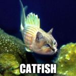 If you've never seen one... | CATFISH | image tagged in catfish,cats,fish | made w/ Imgflip meme maker